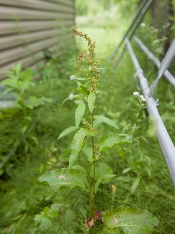 Patiente feuilles obtuses (Rumex obtusifolius)_9