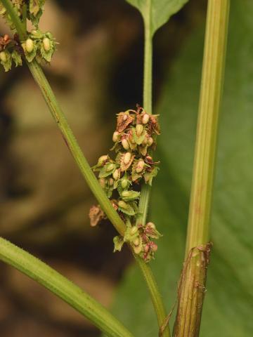 Patiente feuilles obtuses (Rumex obtusifolius)_12