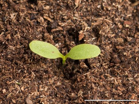 Patiente feuilles obtuses (Rumex obtusifolius)_14