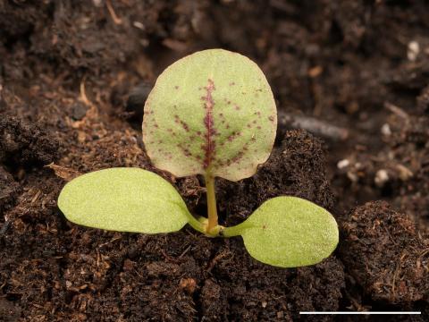 Patiente feuilles obtuses (Rumex obtusifolius)_15