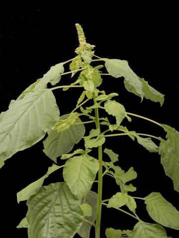 Amarante de Palmer(Amaranthus palmeri)_13