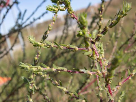 Kochia balais (Bassia scoparia)_15