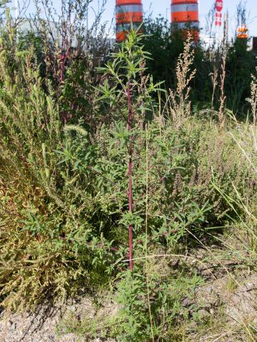 Kochia balais (Bassia scoparia)_17