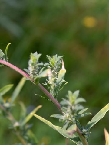 Kochia balais (Bassia scoparia)_20