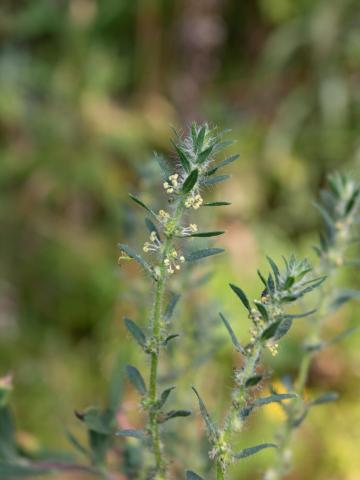 Kochia balais (Bassia scoparia)_21