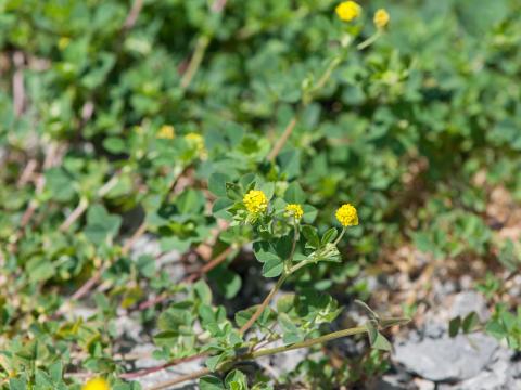 Luzerne lupuline (Medicago lupulina)_4