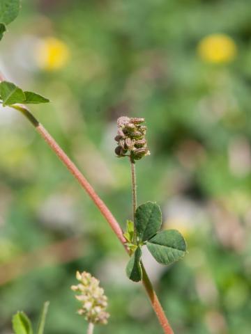 Luzerne lupuline (Medicago lupulina)_5