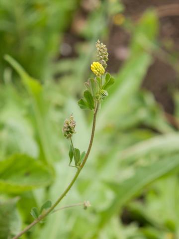 Luzerne lupuline (Medicago lupulina)_6