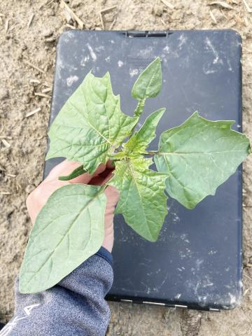 Stramoine commune(Datura stramonium)_1