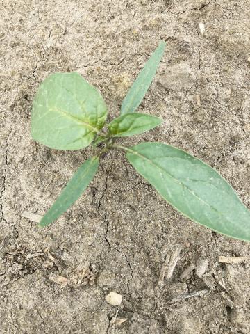 Stramoine commune(Datura stramonium)_4