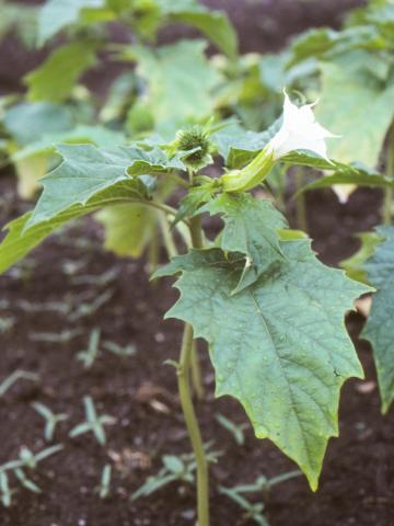 Stramoine commune(Datura stramonium)_7