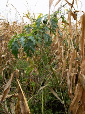 Stramoine commune(Datura stramonium)_15