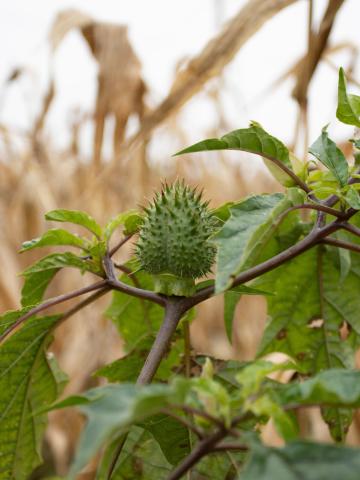 Stramoine commune(Datura stramonium)_18