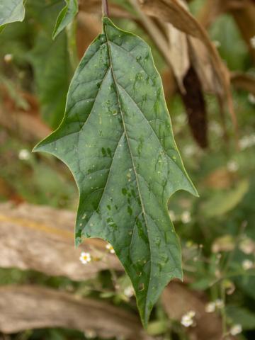 Stramoine commune(Datura stramonium)_19