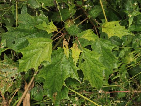 Stramoine commune(Datura stramonium)_20