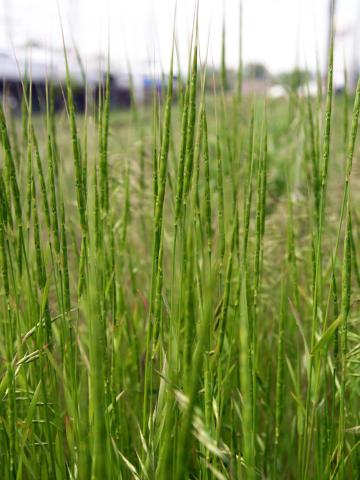 Égilope cylindrique(Aegilops cylindrica)_1