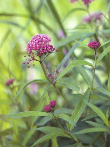 Asclépiade incarnate(Asclepias incarnata)_2