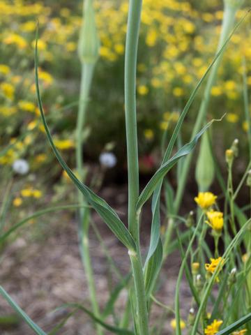 Salsifis majeur (Tragopogon dubius)_4