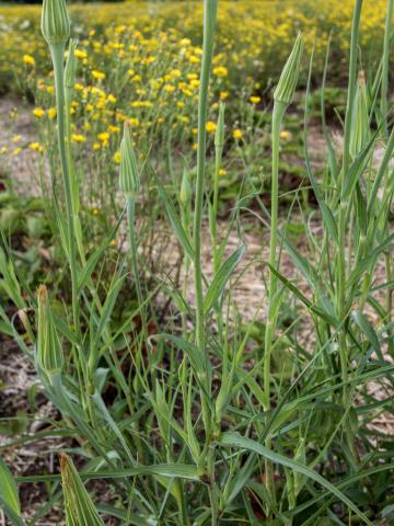 Salsifis majeur (Tragopogon dubius)_9