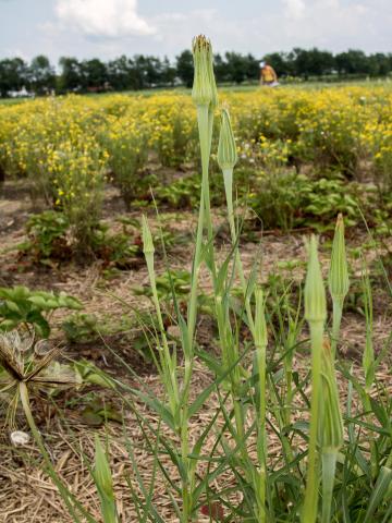 Salsifis majeur (Tragopogon dubius)_10