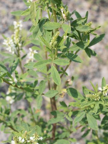 Mélilot blanc (Melilotus albus)_2