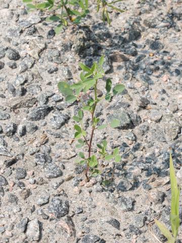 Mélilot blanc (Melilotus albus)_3