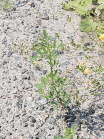 Mélilot blanc (Melilotus albus)_4