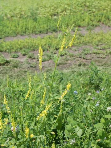 Mélilot jaune (Melilotus officinalis)_1