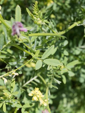 Mélilot jaune (Melilotus officinalis)_8