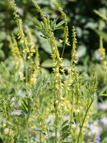 Mélilot jaune (Melilotus officinalis)_9