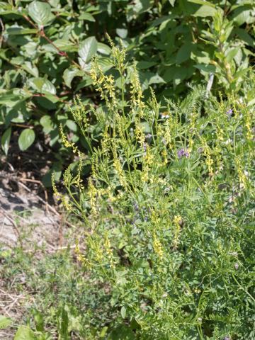 Mélilot jaune (Melilotus officinalis)_10