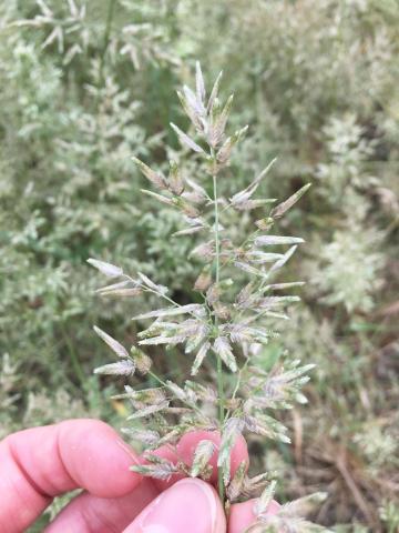 Éragrostide fétide (Eragrostis cilianensis)_5