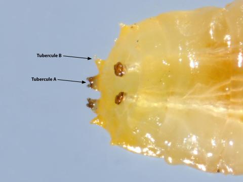 Mouche du chou (Delia radicum)_8