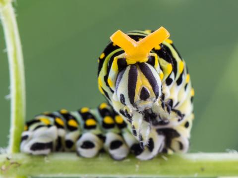 Papillon du céleri (Papilio polyxenes)_6