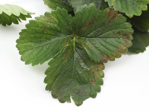 Fraise - Tache angulaire (Xanthomonas fragariae)