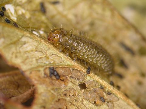 Galéruque de l'airelle (Tricholochmaea vaccinii)_1