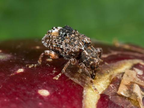 Charançon de la prune (Conotrachelus nenuphar)_1