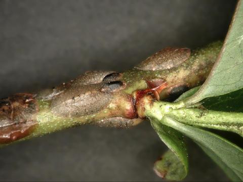 Lécanie de la vigne (Parthenolecanium corni)_1