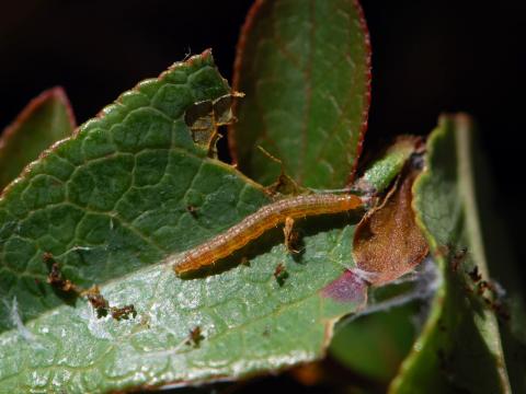 Lieuse à bandes rouges (Aroga trialbamaculella)_1