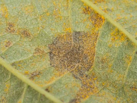 Framboise - Rouille jaune tardive (Pucciniastrum americanum)