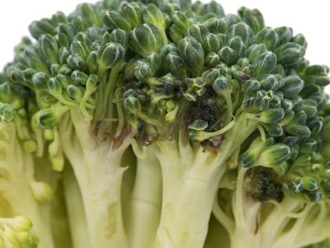 Brocoli - Tache noire alternarienne (Alternaria brassicicola)