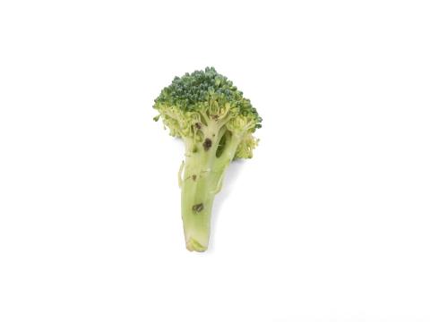 Brocoli - Tache noire alternarienne (Alternaria brassicicola)