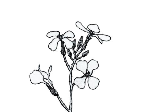 Identification_Dicot_Inflorescence