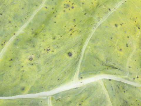 Brocoli - Tache noire alternarienne (Alternaria brassicicola)