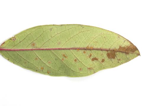 Bleuet en corymbe - Rouille de la pruche (Naohidemyces vaccinii)