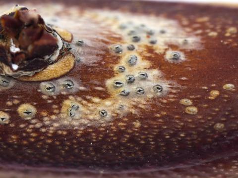 Bleuet en corymbe - Chancre à Fusicoccum (Godronia cassandrae)