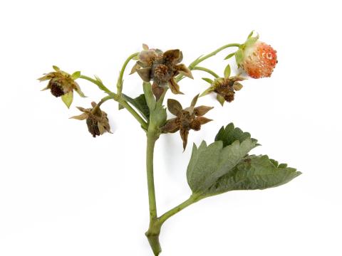 Fraise - Moisissure grise (Botrytis cinerea)