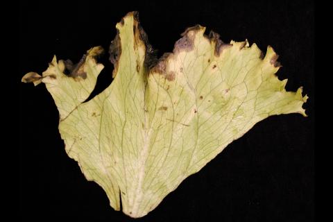 Laitues - Tache bactérienne (Pseudomonas viridiflava)_2