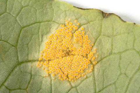 Laitues - Rouille (Puccinia sp.)_4