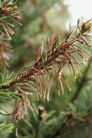 Arbres de Noël (sapins) - Brûlure des pousses (Delphinella sp.)